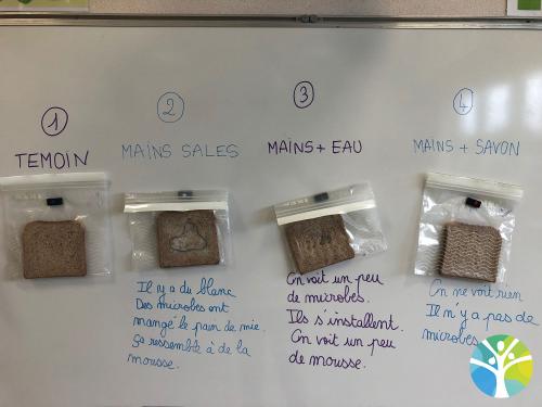 Nos expériences autour des microbes : MSGS A